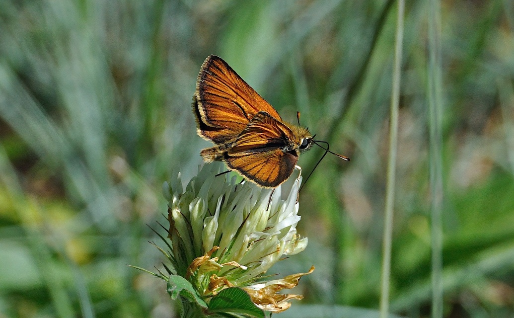 photo A038844, © Adriaan van Os, Corsavy 16-06-2017, altitude 800 m, ♂ Thymelicus acteon ?