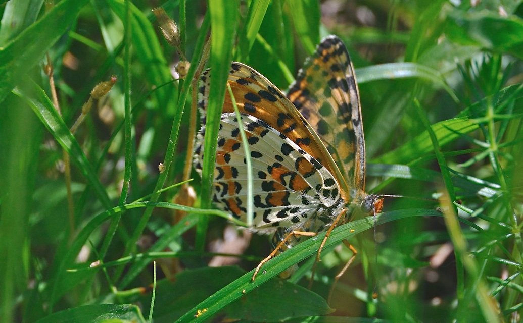 photo A038947, © Adriaan van Os, Corsavy 16-06-2017, altitude 800 m, ♀ Melitaea didyma