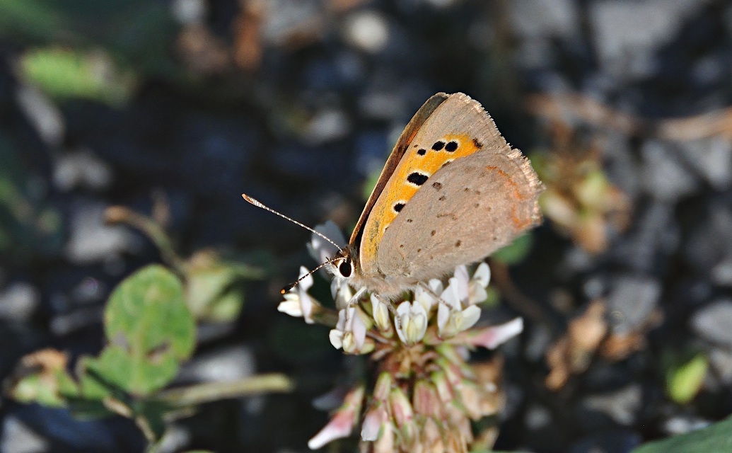 foto A040010, © Adriaan van Os, Corsavy 18-06-2017, hoogte 800 m, Lycaena phlaeas