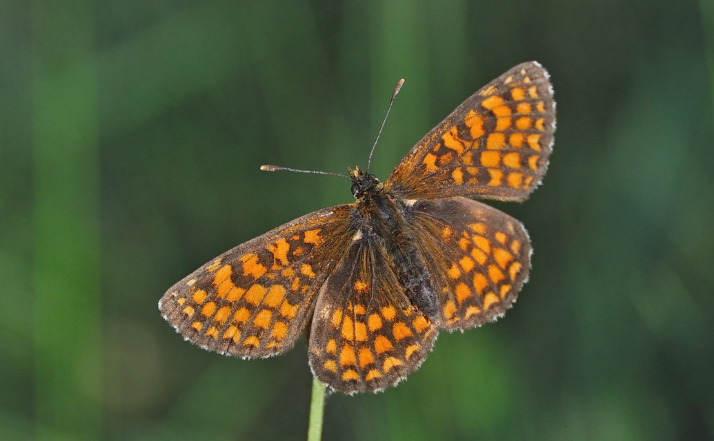 photo A040355, © Adriaan van Os, Corsavy 20-06-2017, altitude 800 m, Melitaea deione