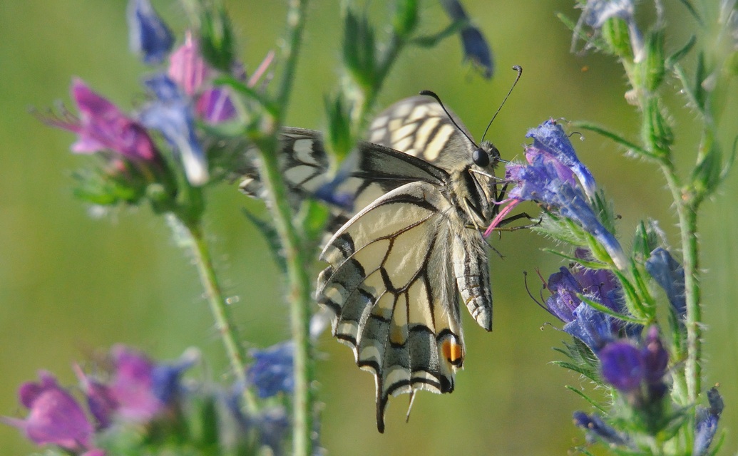 foto A040594, © Adriaan van Os, Corsavy 21-06-2017, altitud 800 m, Papilio machaon