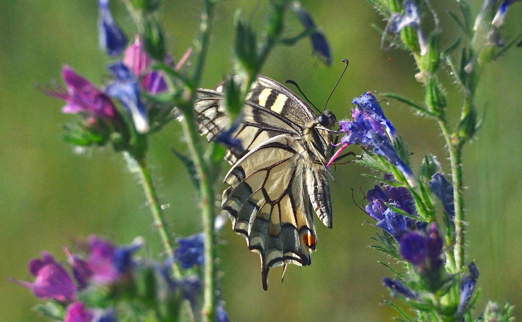 foto A040595, © Adriaan van Os, Corsavy 21-06-2017, hoogte 800 m, Papilio machaon