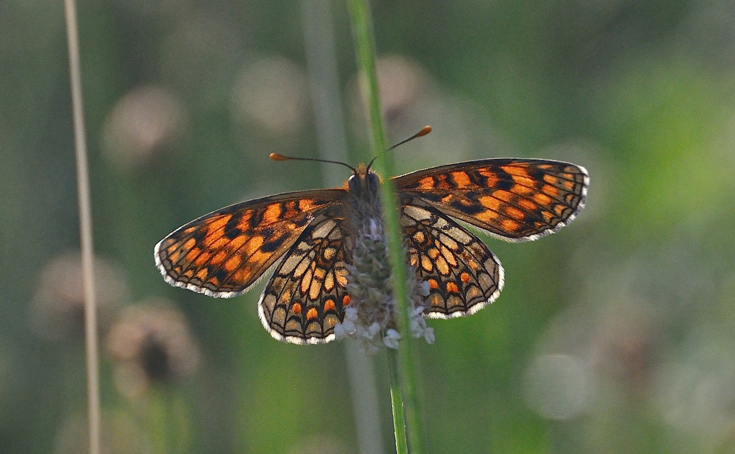 photo A040838, © Adriaan van Os, Corsavy 21-06-2017, altitude 800 m, Melitaea athalia