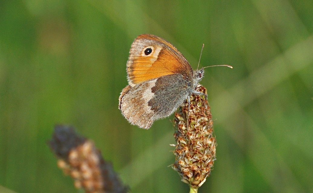 foto A040985, © Adriaan van Os, Corsavy 22-06-2017, hoogte 800 m, ♀ Coenonympha pamphilus