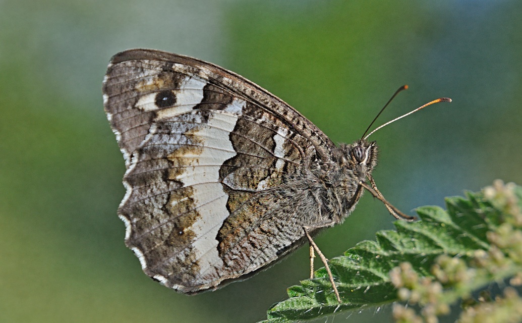 foto A041053, © Adriaan van Os, Corsavy 22-06-2017, altitud 800 m, Brintesia circe