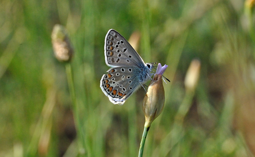 photo A041068, © Adriaan van Os, Corsavy 22-06-2017, altitude 800 m, ♂ Polyommatus icarus