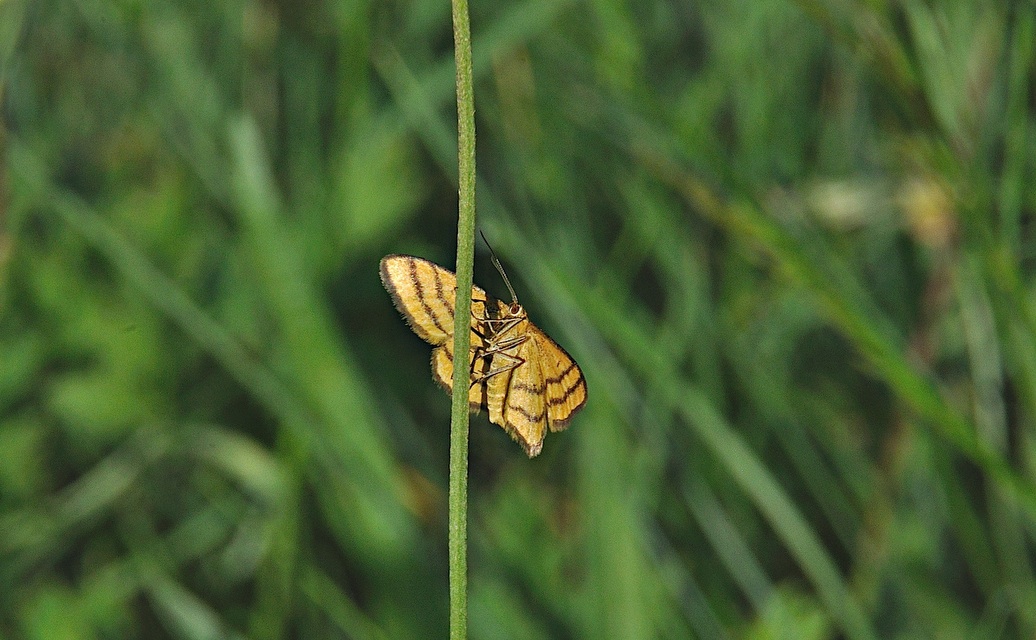 foto A041192, © Adriaan van Os, Corsavy 23-06-2017, hoogte 800 m, Idaea aureolaria