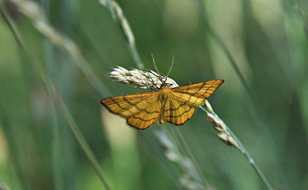 foto A041318, © Adriaan van Os, Corsavy 23-06-2017, hoogte 800 m, Idaea aureolaria