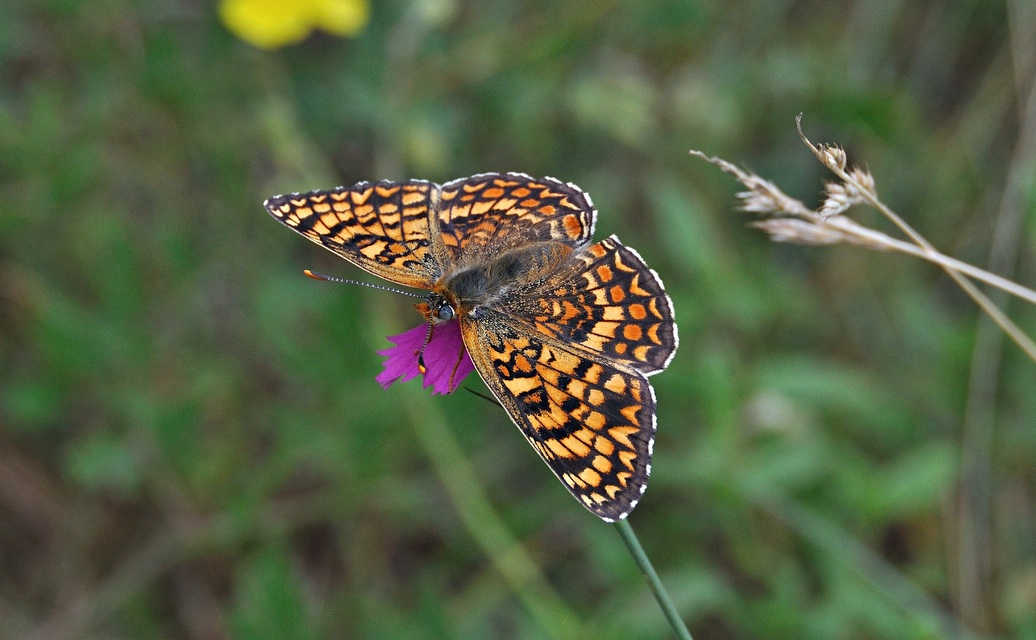 foto A042056, © Adriaan van Os, Corsavy 25-06-2017, altitud 800 m, Melitaea phoebe ?