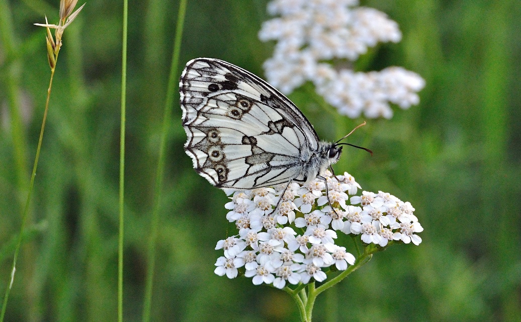 foto A042109, © Adriaan van Os, Corsavy 26-06-2017, hoogte 800 m, Melanargia lachesis