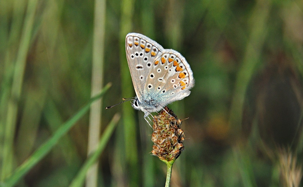 photo A042125, © Adriaan van Os, Corsavy 26-06-2017, altitude 800 m, Polyommatus icarus