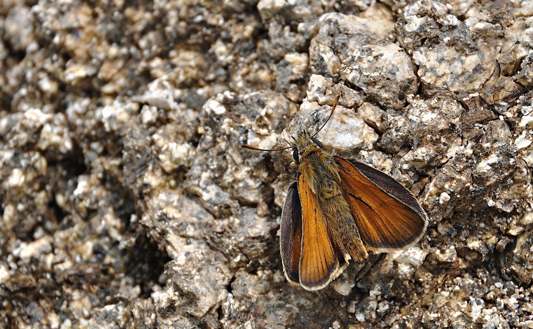 foto A042294, © Adriaan van Os, Corsavy 27-06-2017, hoogte 1300 m, ♂ Thymelicus sylvestris