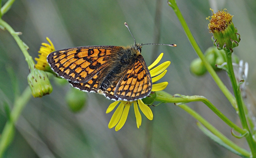 foto A042373, © Adriaan van Os, Corsavy 27-06-2017, altitud 1300 m, Melitaea parthenoides ?