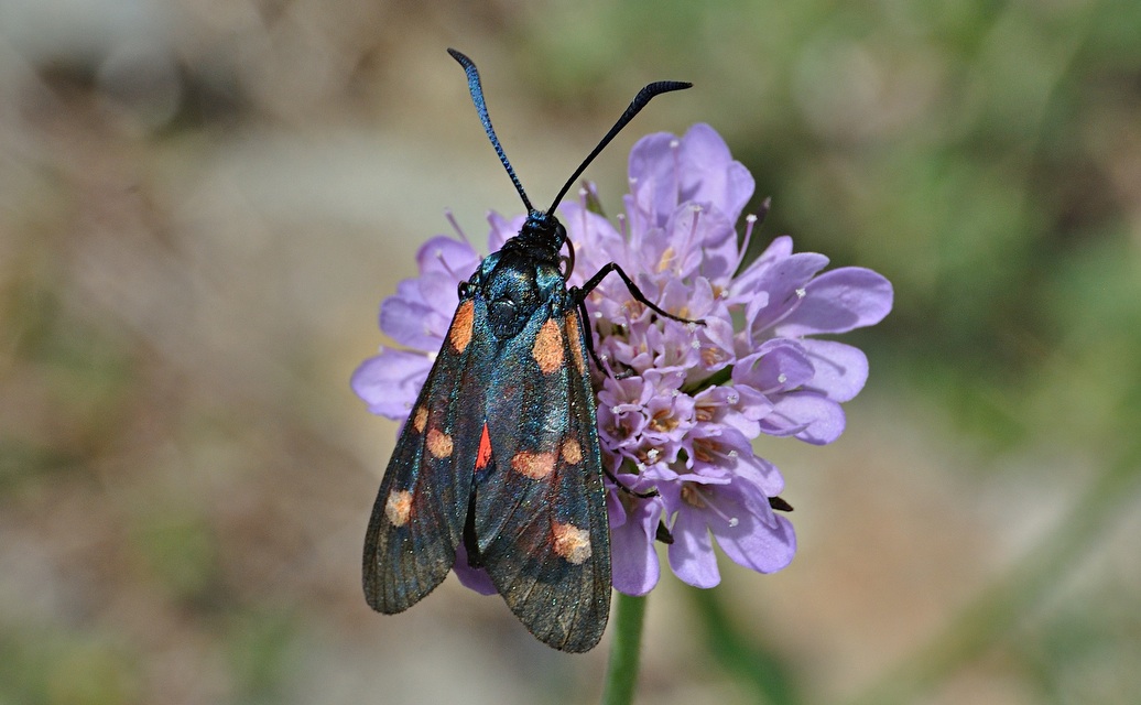 photo A042457, © Adriaan van Os, Corsavy 27-06-2017, altitude 1300 m, Zygaena lonicerae ?