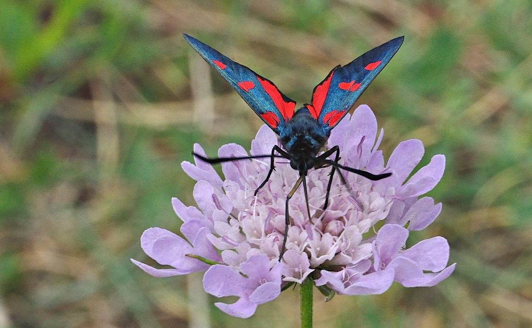 foto A042550, © Adriaan van Os, Corsavy 27-06-2017, hoogte 1300 m, Zygaena lonicerae ?