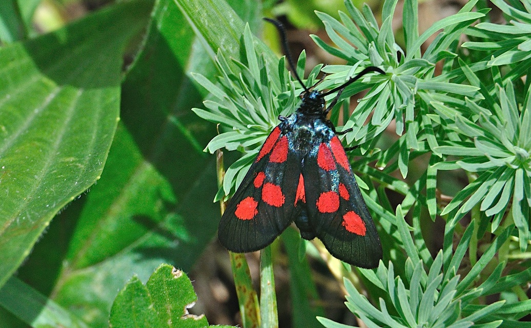 photo A042589, © Adriaan van Os, Corsavy 27-06-2017, altitude 1300 m, Zygaena viciae ?