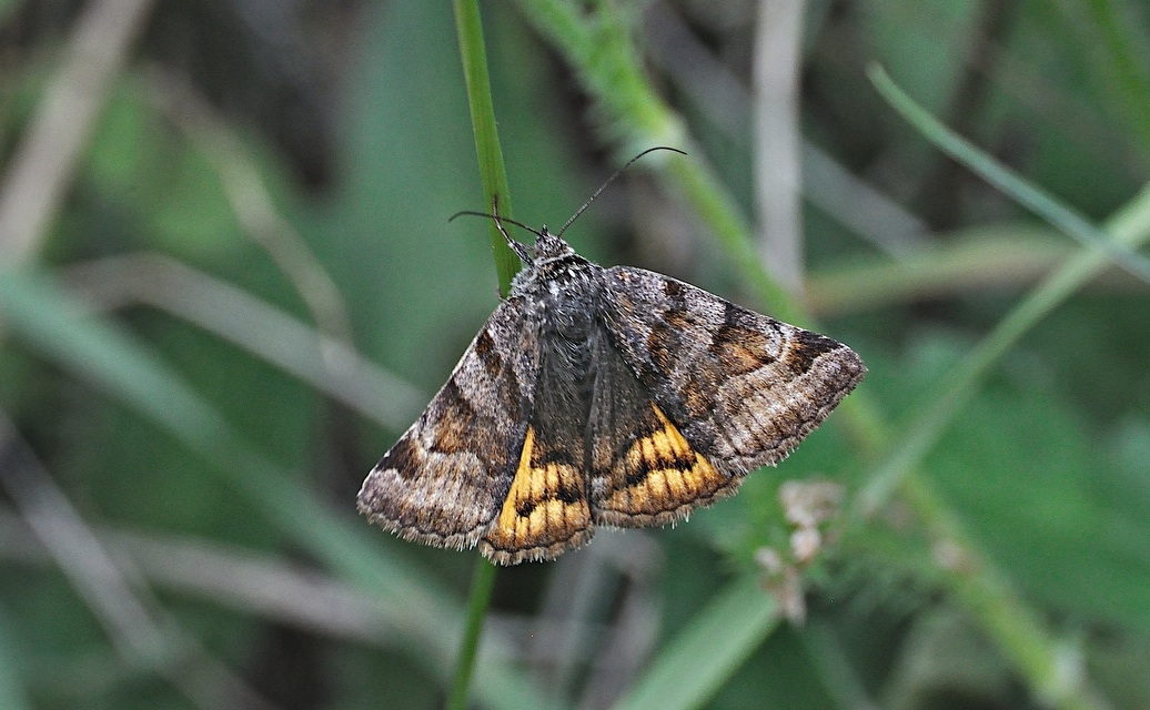 foto A042638, © Adriaan van Os, Corsavy 27-06-2017, altitud 1300 m, Euclidia glyphica