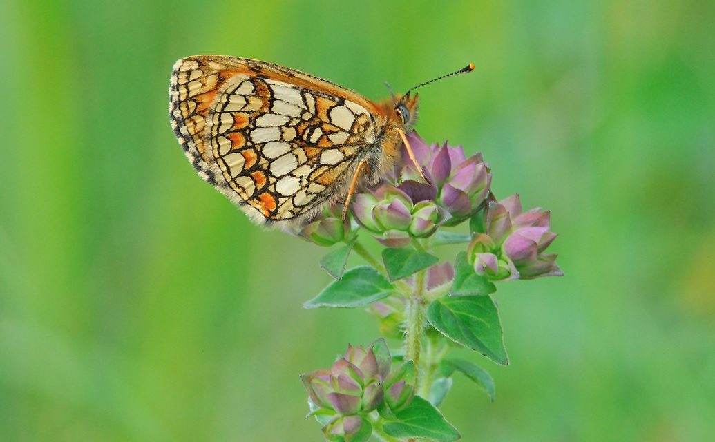 photo A042655, © Adriaan van Os, Corsavy 27-06-2017, altitude 1300 m, Melitaea deione