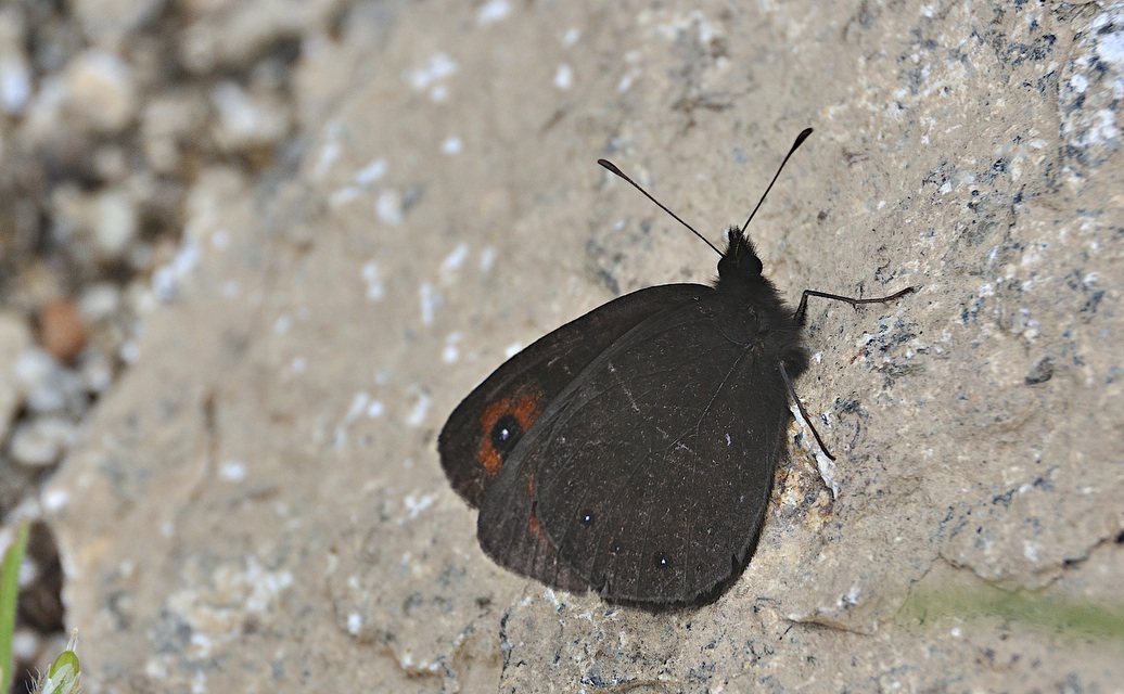 photo A042739, © Adriaan van Os, Corsavy 27-06-2017, altitudo 1300 m, ♂ Erebia meolans