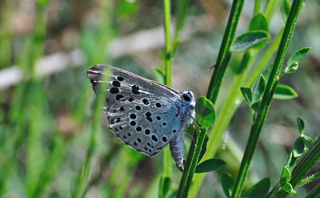 photo A042853, © Adriaan van Os, Corsavy 01-07-2017, altitude 1300 m, ♀ Phengaris arion obscura