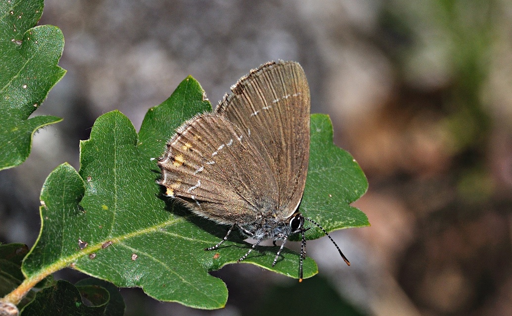 photo A043304, © Adriaan van Os, Corsavy 01-07-2017, altitudo 800 m, Satyrium esculi