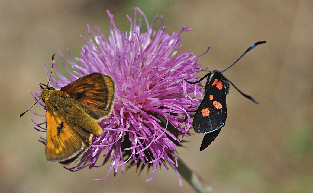 foto A043792, © Adriaan van Os, Corsavy 02-07-2017, altitud 1300 m, Zygaena lonicerae o Zygaena filipendulae (a la dreta) amb Ochlodes sylvanus (a l'esquerra)