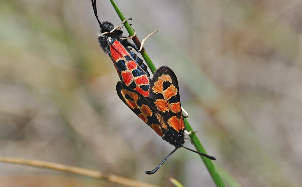 foto A043990, © Adriaan van Os, Corsavy 02-07-2017, hoogte 1300 m, Zygaena hilaris, paring