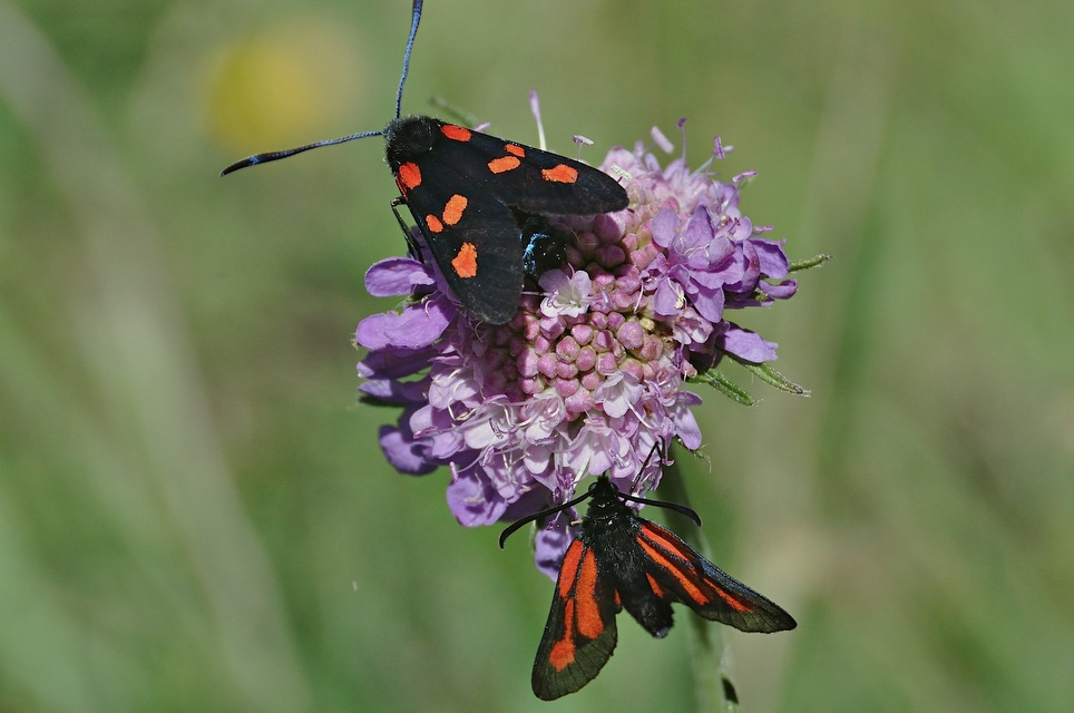 photo A044050, © Adriaan van Os, Corsavy 02-07-2017, altitude 1300 m, Zygaena purpuralis (lower)