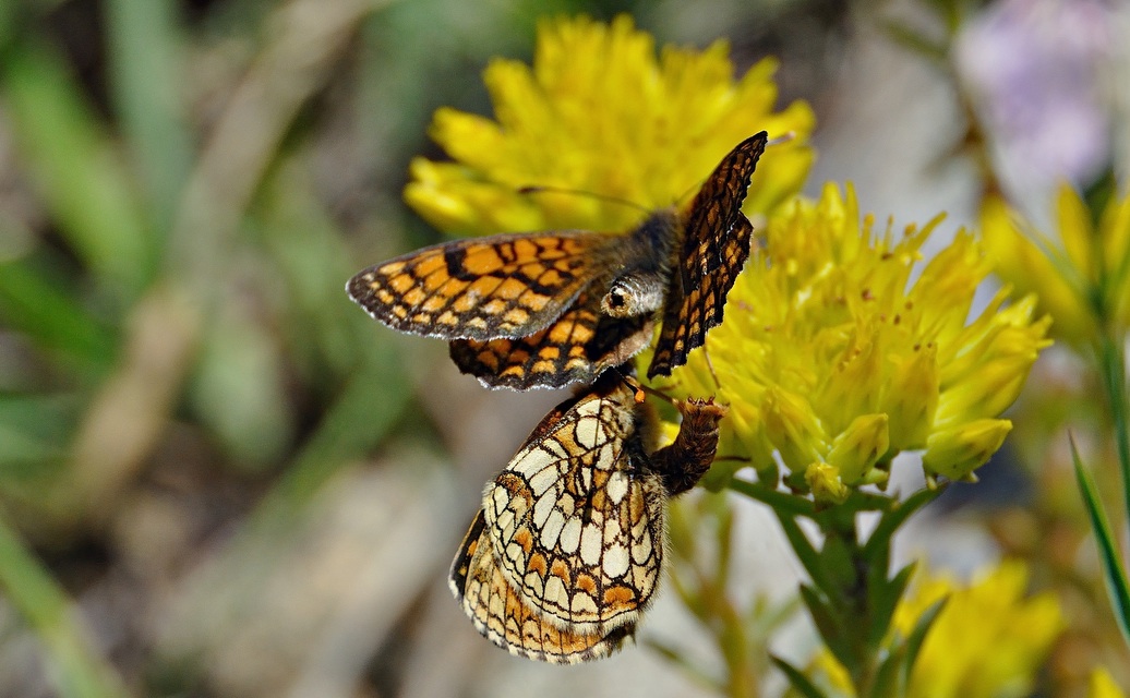 photo A044178, © Adriaan van Os, Corsavy 02-07-2017, altitude 1300 m, Melitaea athalia ?, mating