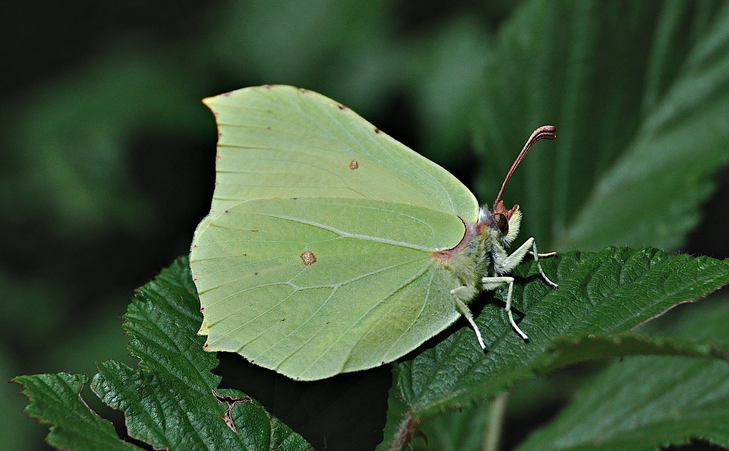 foto A044411, © Adriaan van Os, Montferrer 03-07-2017, hoogte 800 m, Gonepteryx rhamni