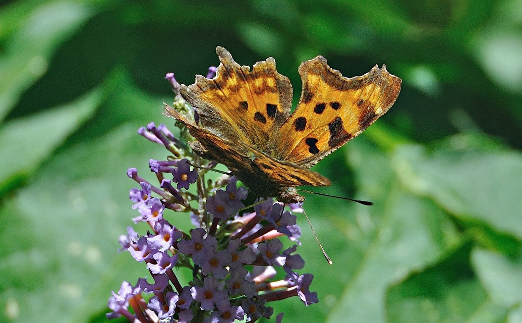 photo A044440, © Adriaan van Os, Montferrer 03-07-2017, altitude 800 m, Polygonia c-album f. hutchinsoni