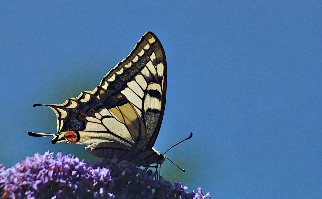 foto A044572, © Adriaan van Os, Montferrer 04-07-2017, hoogte 800 m, Papilio machaon