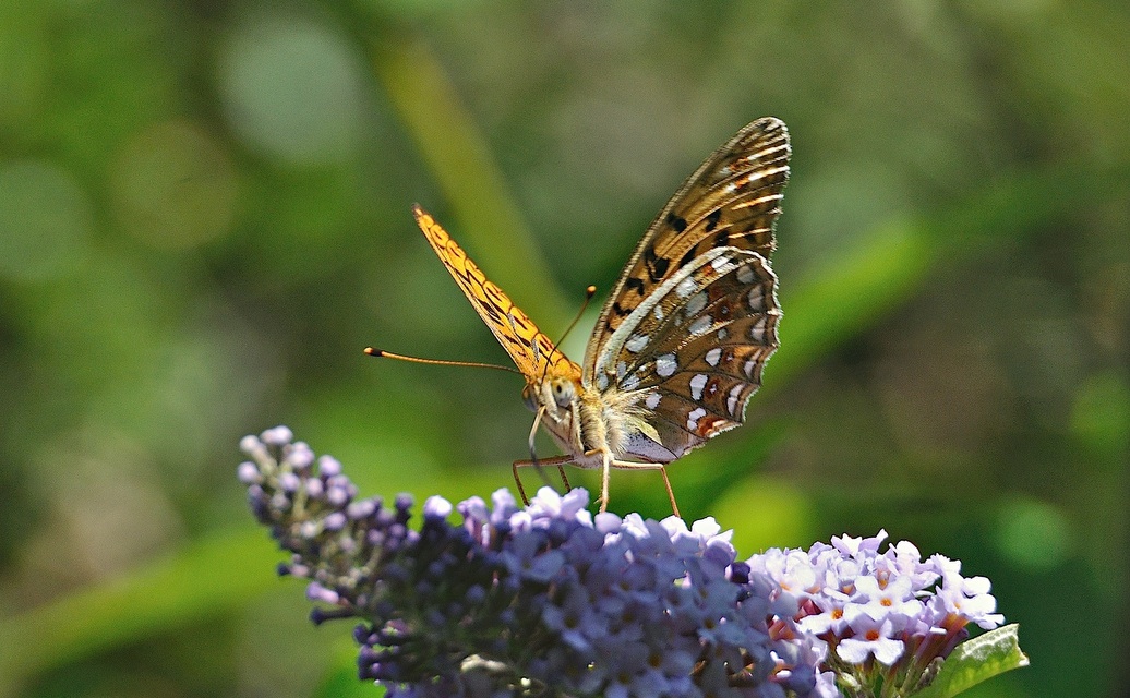 foto A044899, © Adriaan van Os, Montferrer 05-07-2017, hoogte 800 m, Argynnis adippe