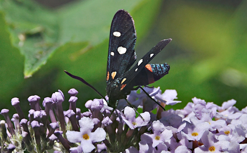 foto A044924, © Adriaan van Os, Montferrer 05-07-2017, hoogte 800 m, Zygaena ephialtes