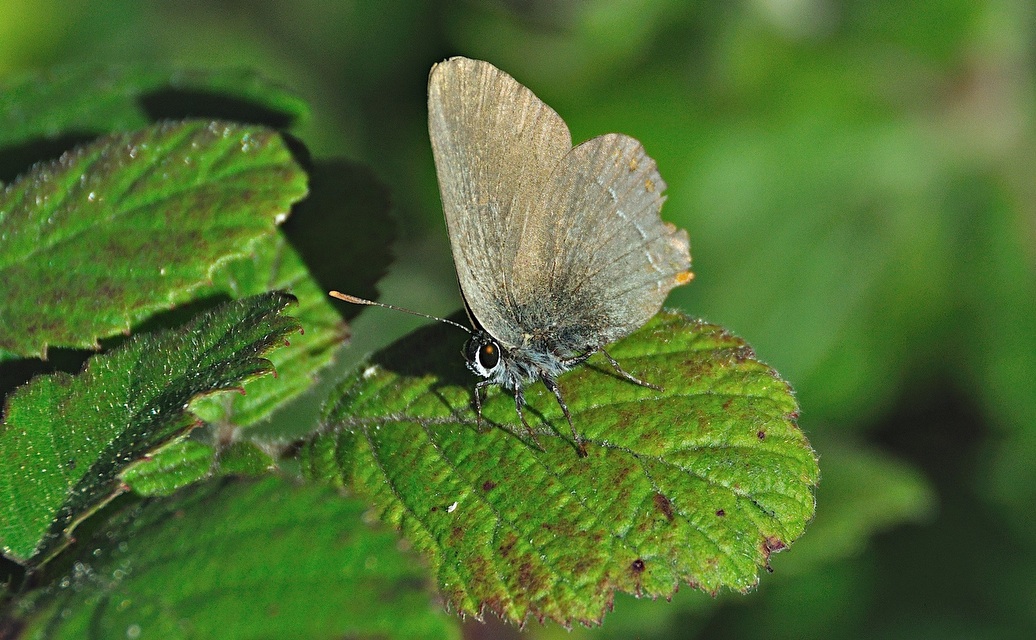 photo A044969, © Adriaan van Os, Montferrer 05-07-2017, altitudo 800 m, Satyrium esculi