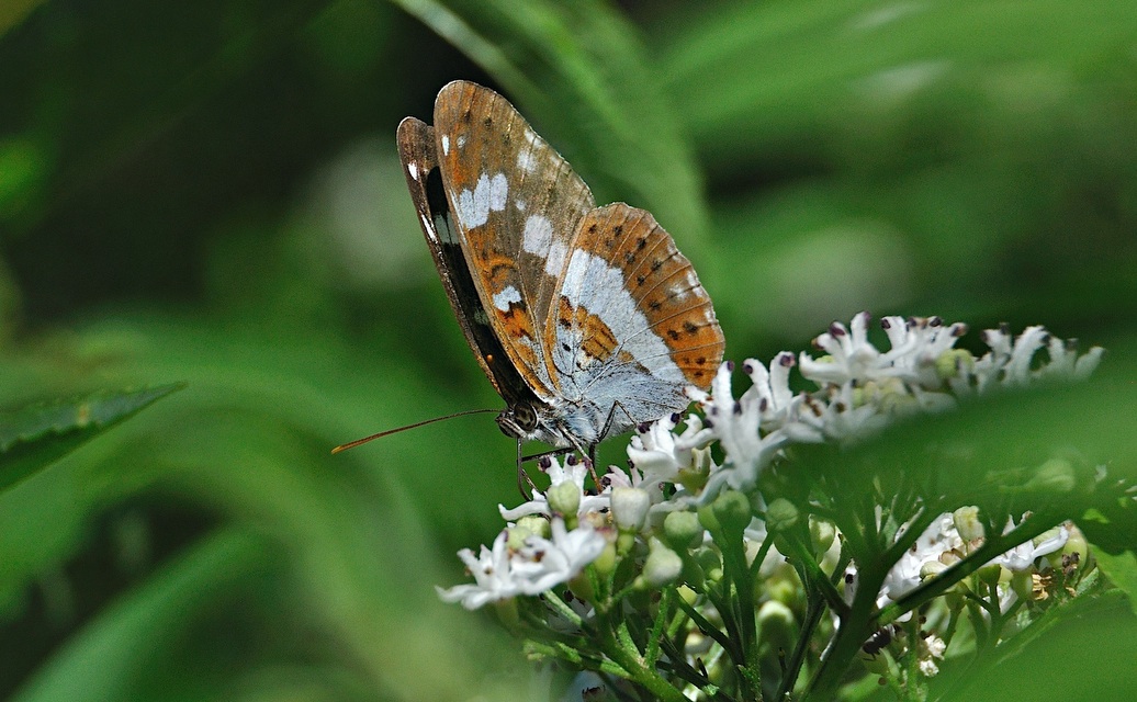 photo A045044, © Adriaan van Os, Montferrer 05-07-2017, altitude 800 m, Limenitis camilla