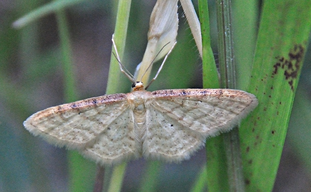 photo A045473, © Adriaan van Os, 47 x 31 (1) mm, Corsavy 06-07-2017, altitudo 1300 m, Idaea humiliata