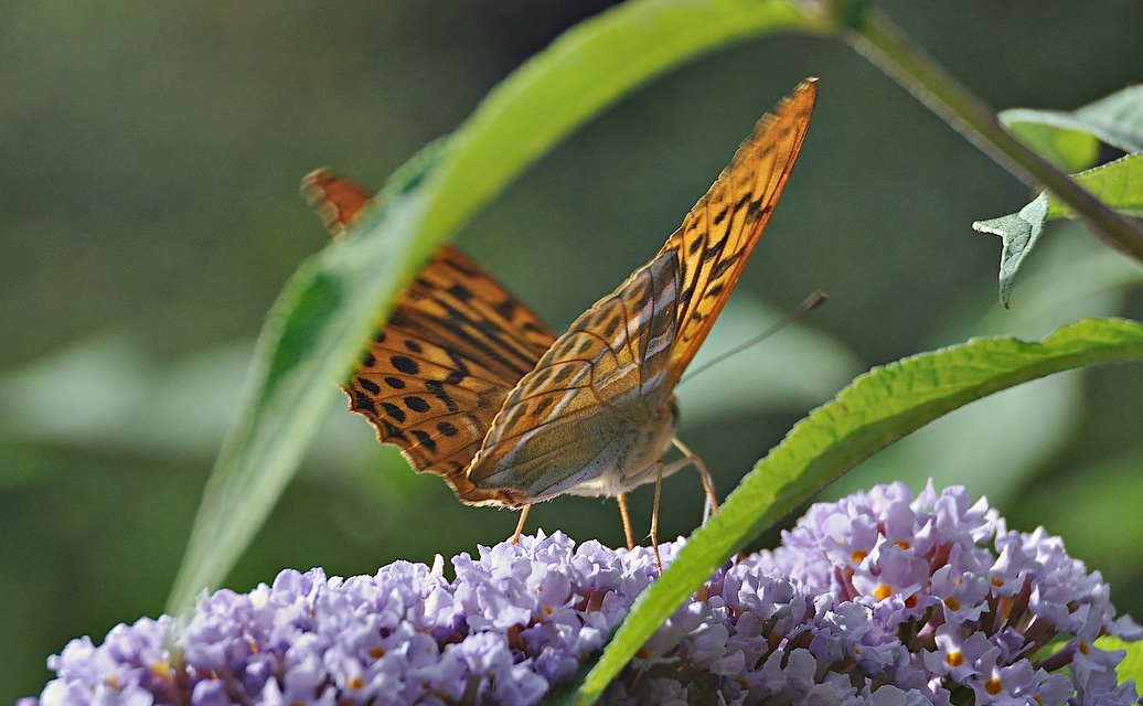 photo A045820, © Adriaan van Os, Montferrer 07-07-2017, altitude 800 m, ♂ Argynnis paphia