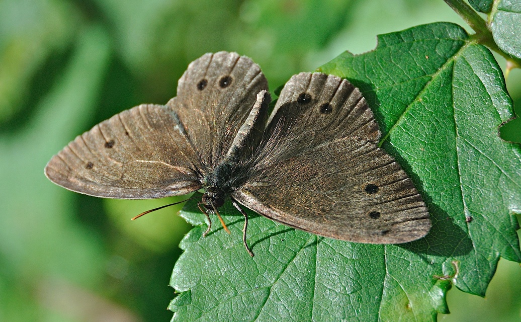 Foto A045943, © Adriaan van Os, Montferrer 07-07-2017, Hhe 800 m, ♂ Aphantopus hyperantus