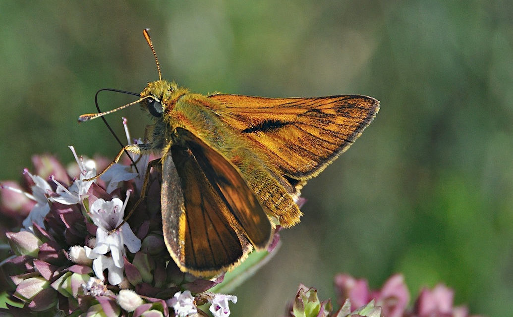 foto A046135, © Adriaan van Os, Corsavy 09-07-2017, altitud 1300 m, ♂ Ochlodes sylvanus