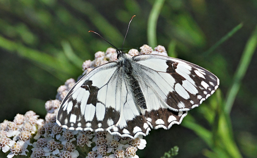 foto A046155, © Adriaan van Os, Corsavy 09-07-2017, hoogte 1300 m, ♂ Melanargia lachesis