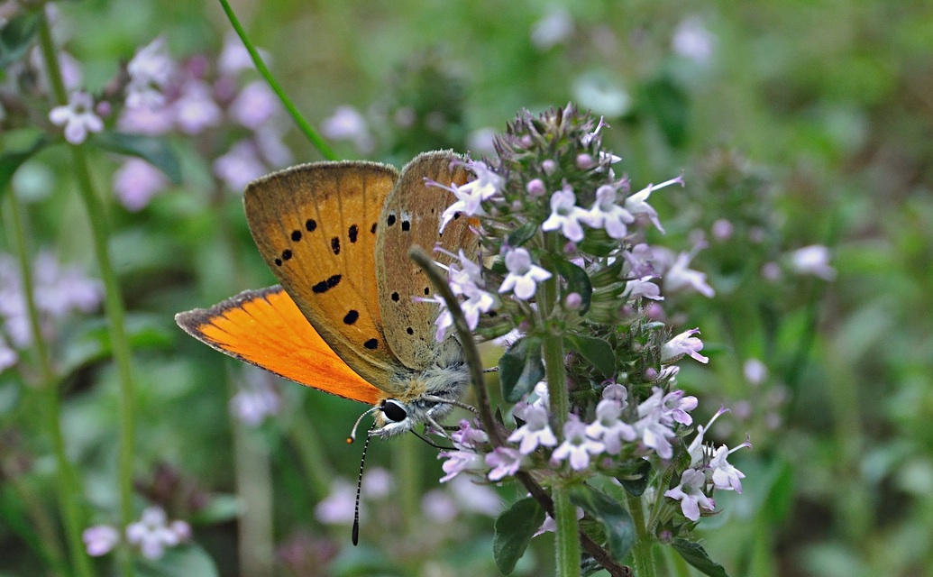 foto A046444, © Adriaan van Os, Corsavy 11-07-2017, altitud 1100 m, ♂ Lycaena virgaureae