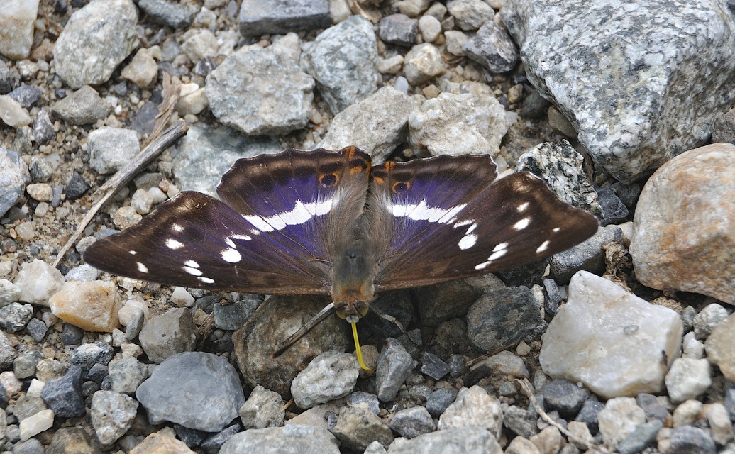 photo A046576, © Adriaan van Os, Corsavy 11-07-2017, altitudo 1100 m, ♂ Apatura iris