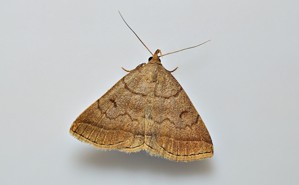 foto A046643, © Adriaan van Os, Corsavy 11-07-2017, altitud 800 m, Zanclognatha lunalis