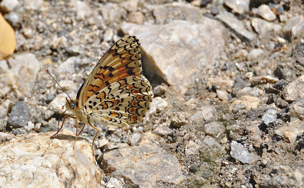 photo A047331, © Adriaan van Os, Corsavy 12-07-2017, altitude 1300 m, Melitaea phoebe