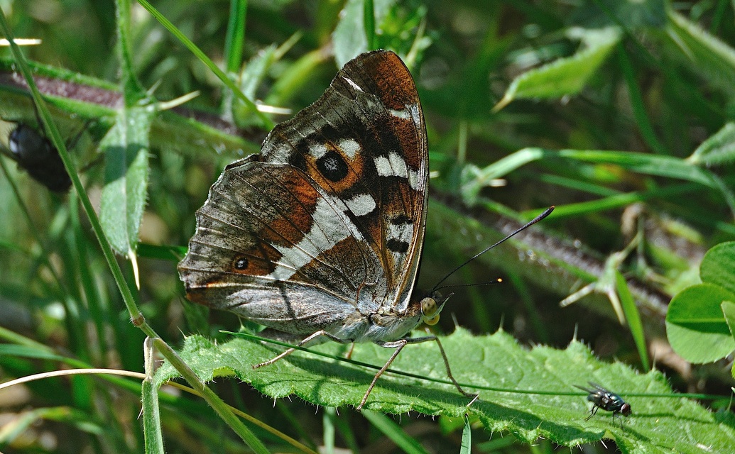 foto A047416, © Adriaan van Os, Corsavy 12-07-2017, altitud 1100 m, ♂ Apatura iris