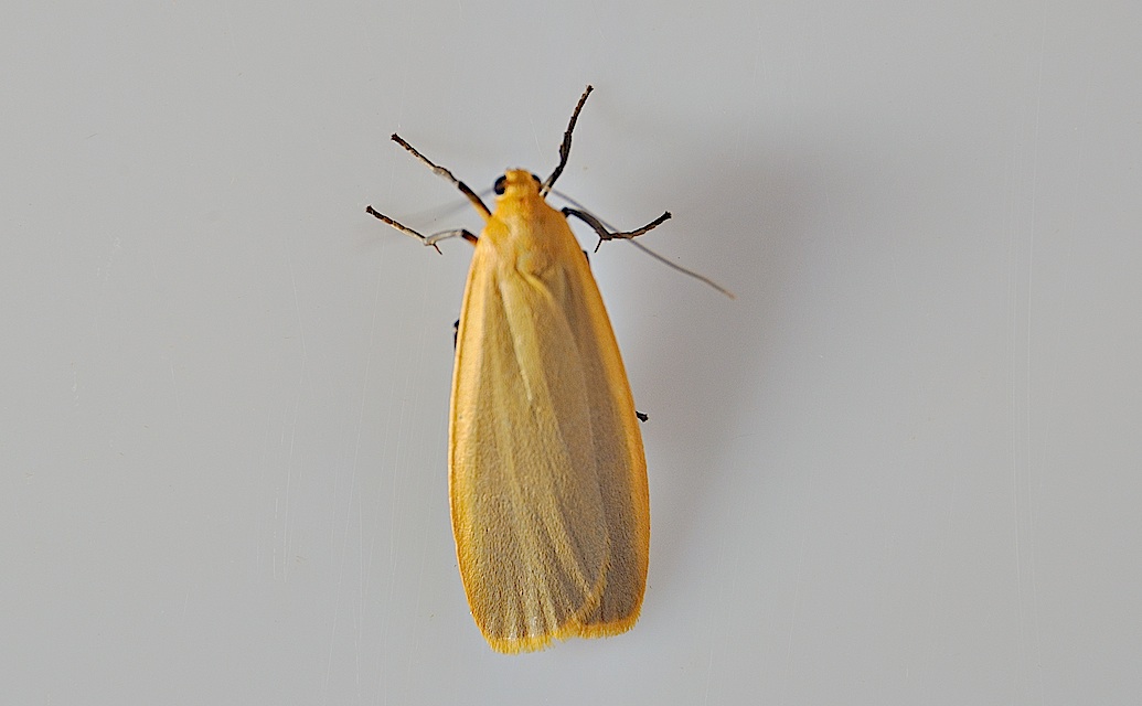 foto A047734, © Adriaan van Os, Montferrer 12-07-2017, hoogte 800 m, Eilema depressa