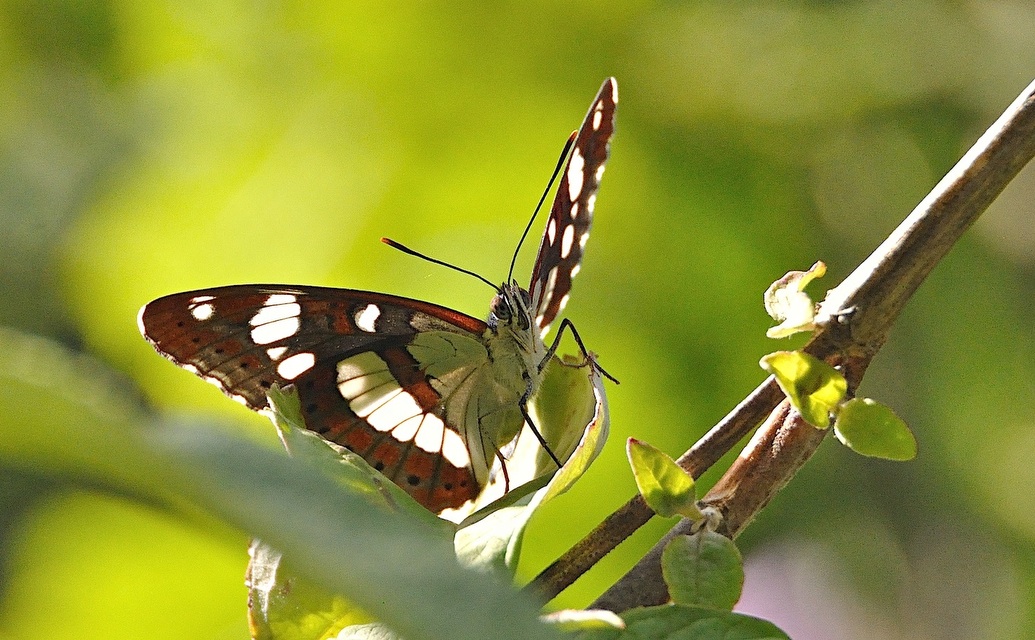 photo A048915, © Adriaan van Os, Montferrer 19-07-2017, altitude 800 m, Limenitis reducta