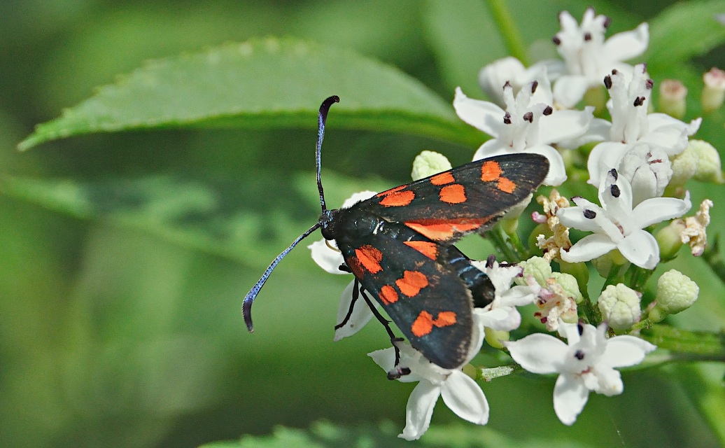 photo A049072, © Adriaan van Os, Montferrer 19-07-2017, altitude 800 m, Zygaena transalpina ?