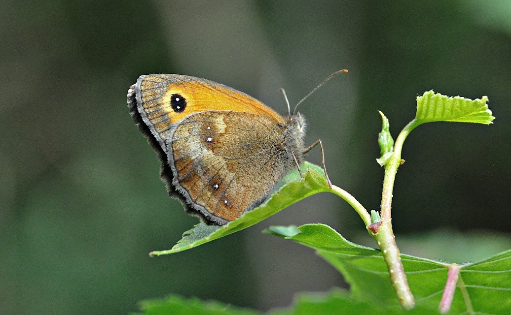 foto A049195, © Adriaan van Os, Montferrer 19-07-2017, altitud 800 m, ♂ Pyronia tithonus